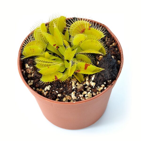 Dionaea muscipula "Patches"