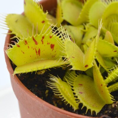 Dionaea muscipula “Patches” DSC_0606