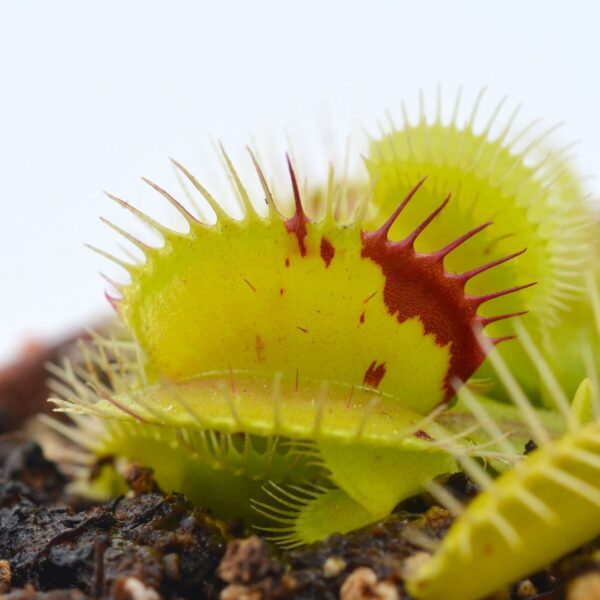 Dionaea muscipula “Patches”  