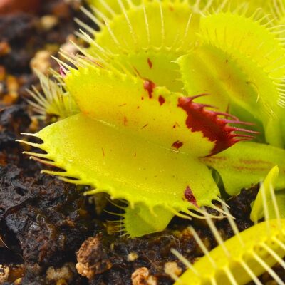 Dionaea muscipula "Patches"