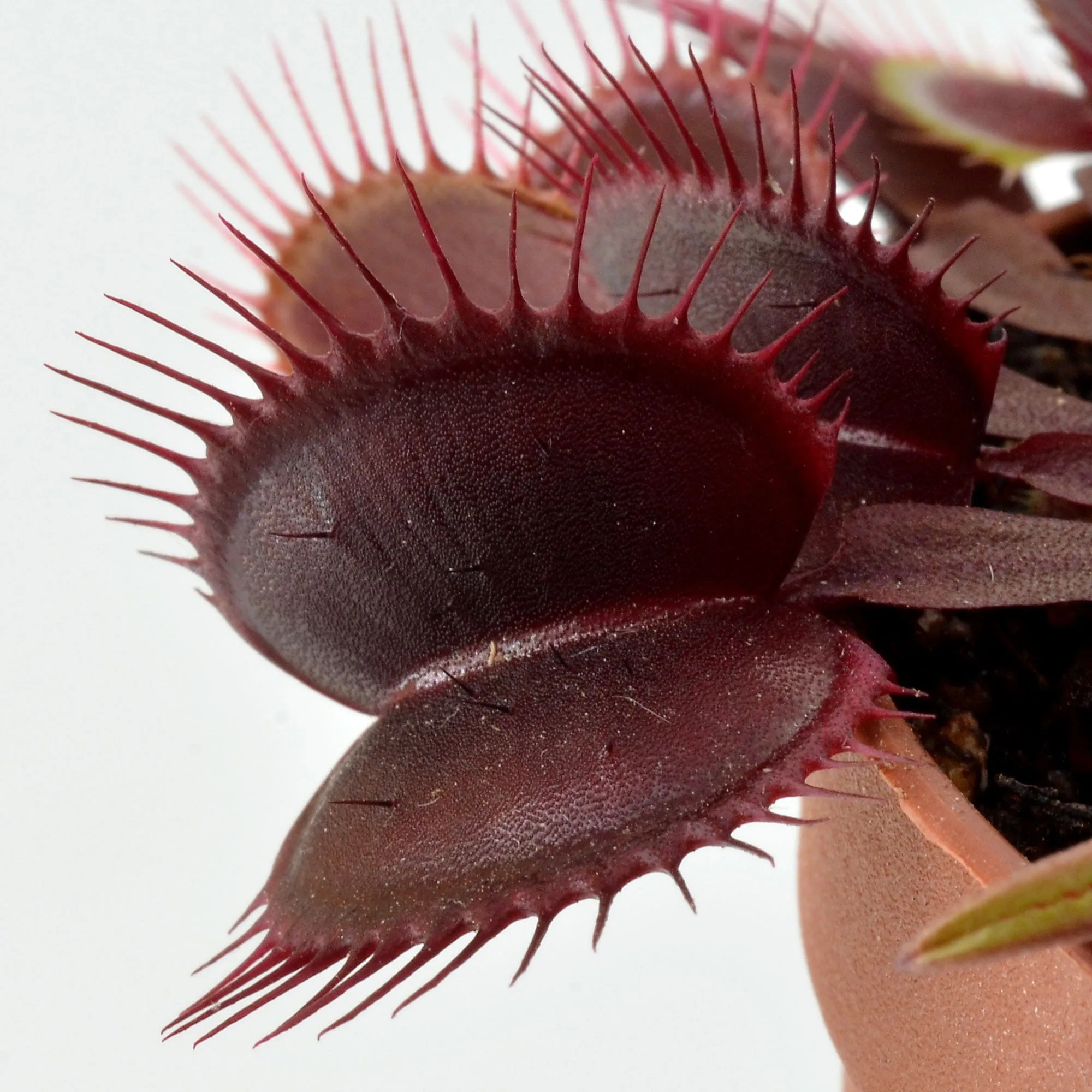 Dionaea muscipula ‘Petite Dragon’ – Bild 2