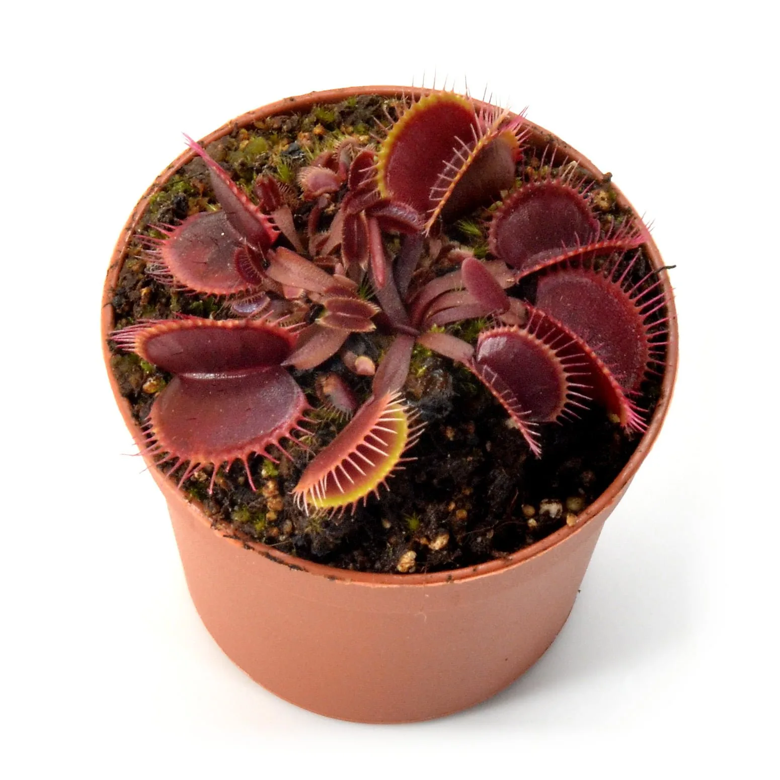 Dionaea muscipula ‘Petite Dragon’