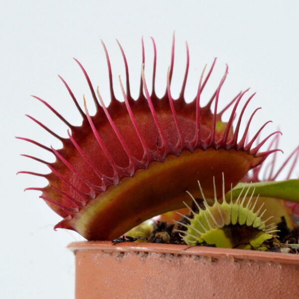 Dionaea muscipula Phalanx