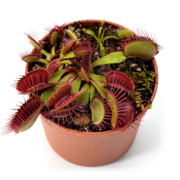 Dionaea muscipula Phalanx