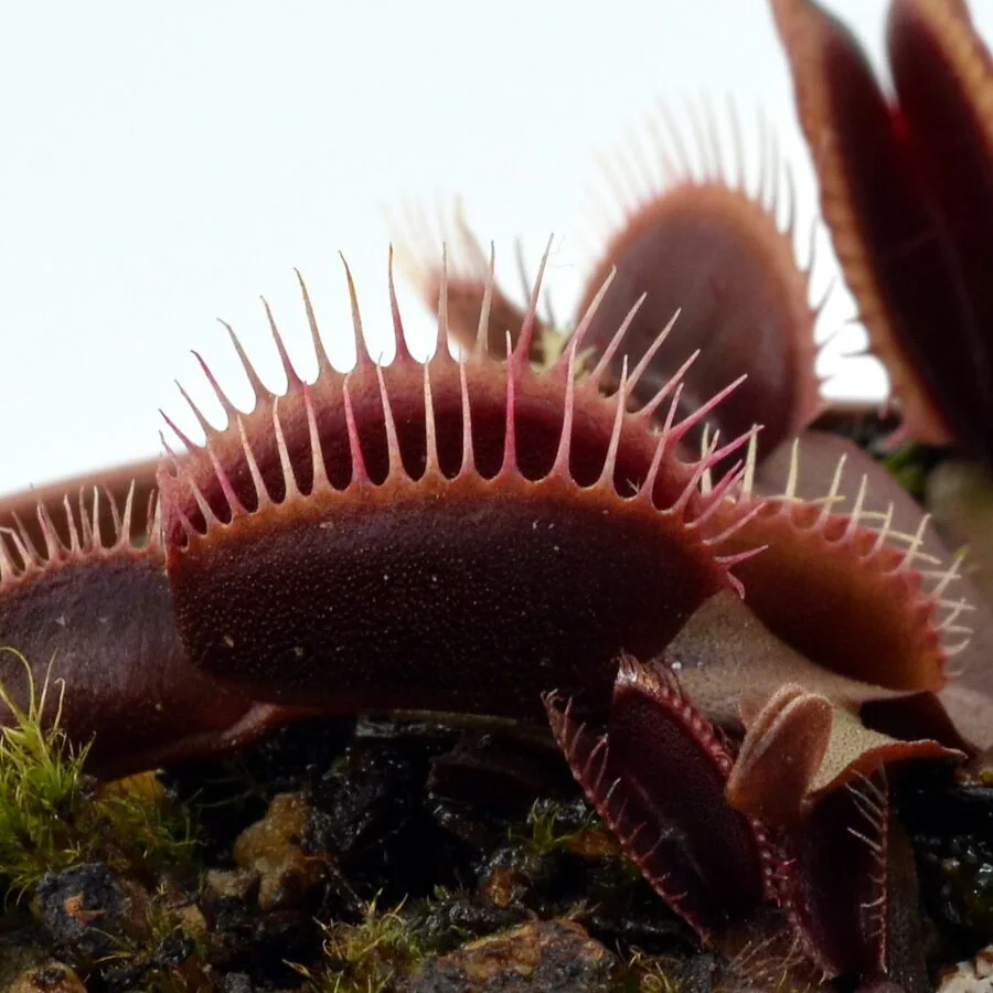 Dionaea muscipula Pink Venus