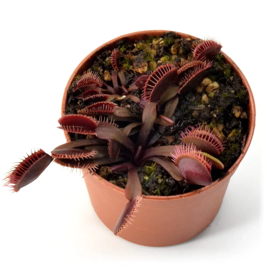 Dionaea muscipula Pink Venus