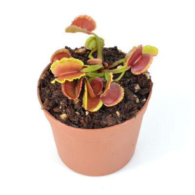 Dionaea-muscipula-'Scarlet Lace'