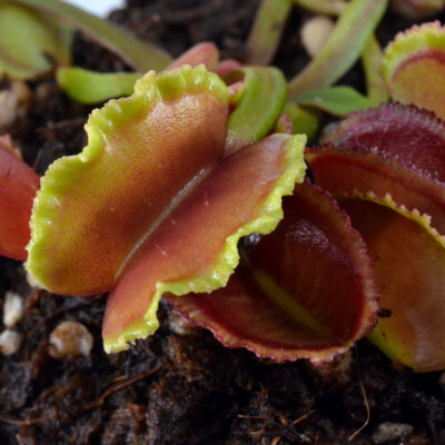 Dionaea-muscipula-'Scarlet Lace'