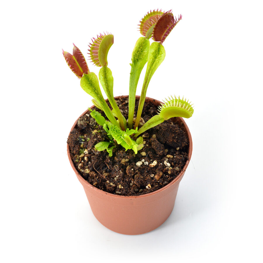 Dionaea muscipula "Plumechon Crested"