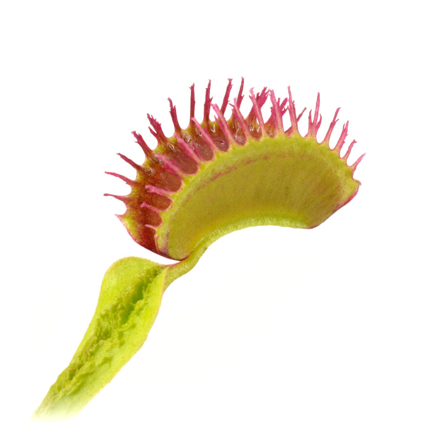 Dionaea muscipula "Plumechon Crested"