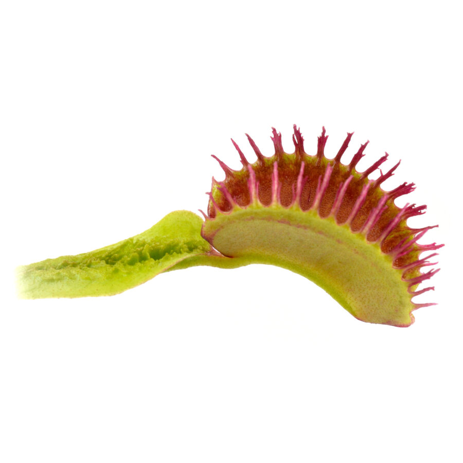 Dionaea muscipula "Plumechon Crested"