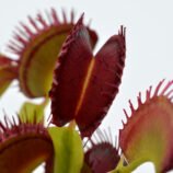 Dionaea muscipula Plumechon