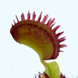 Dionaea muscipula Plumechon