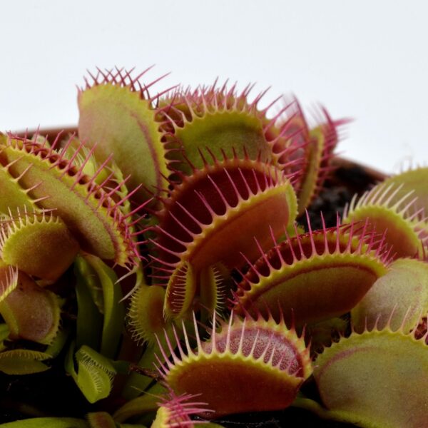 Dionaea muscipula Pluto