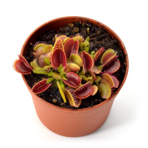 Dionaea muscipula 'Pluto'