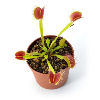 Dionaea muscipula Pro Giant x Alien #4
