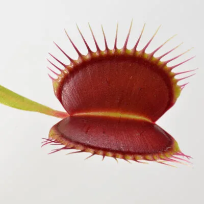 Dionaea muscipula Pro Giant x Alien #4