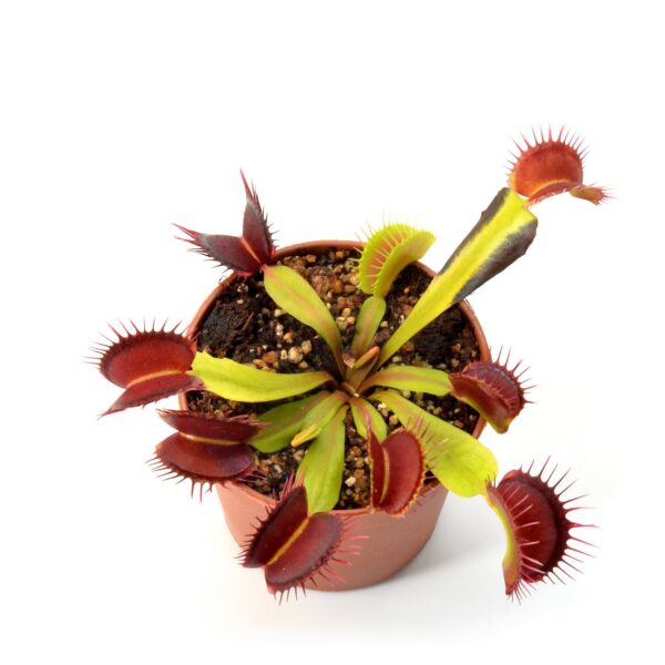 Dionaea muscipula Pygo B Double Dentate