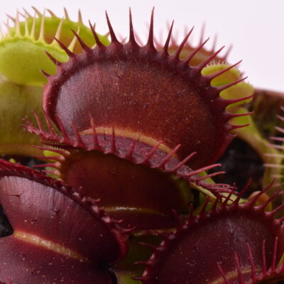 Dionaea muscipula Quasar