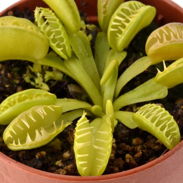 Dionaea muscipula Rabbit teeth