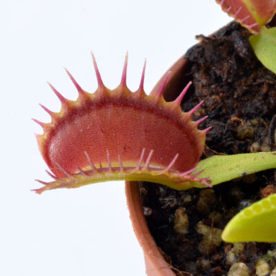 Dionaea muscipula "Raptor"
