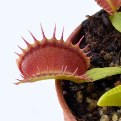 Dionaea muscipula "Raptor"