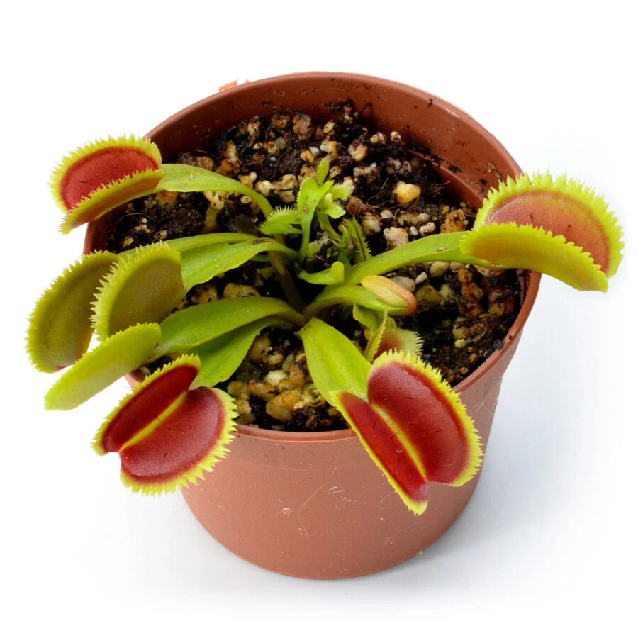 Dionaea muscipula "Razorback"