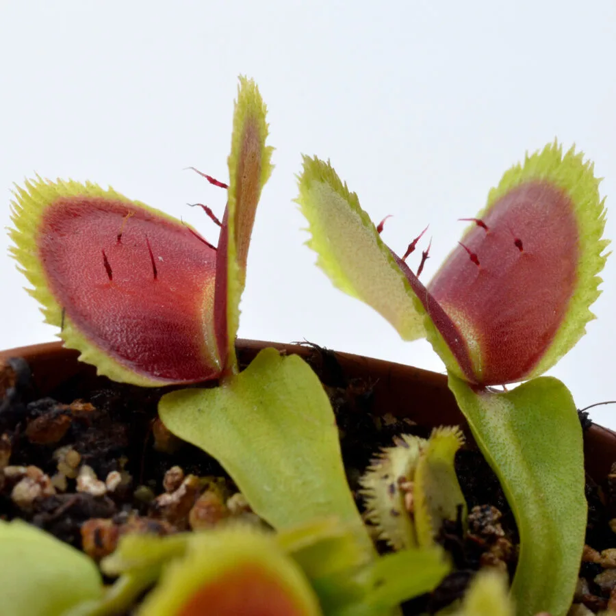 Dionaea muscipula "Razorback"