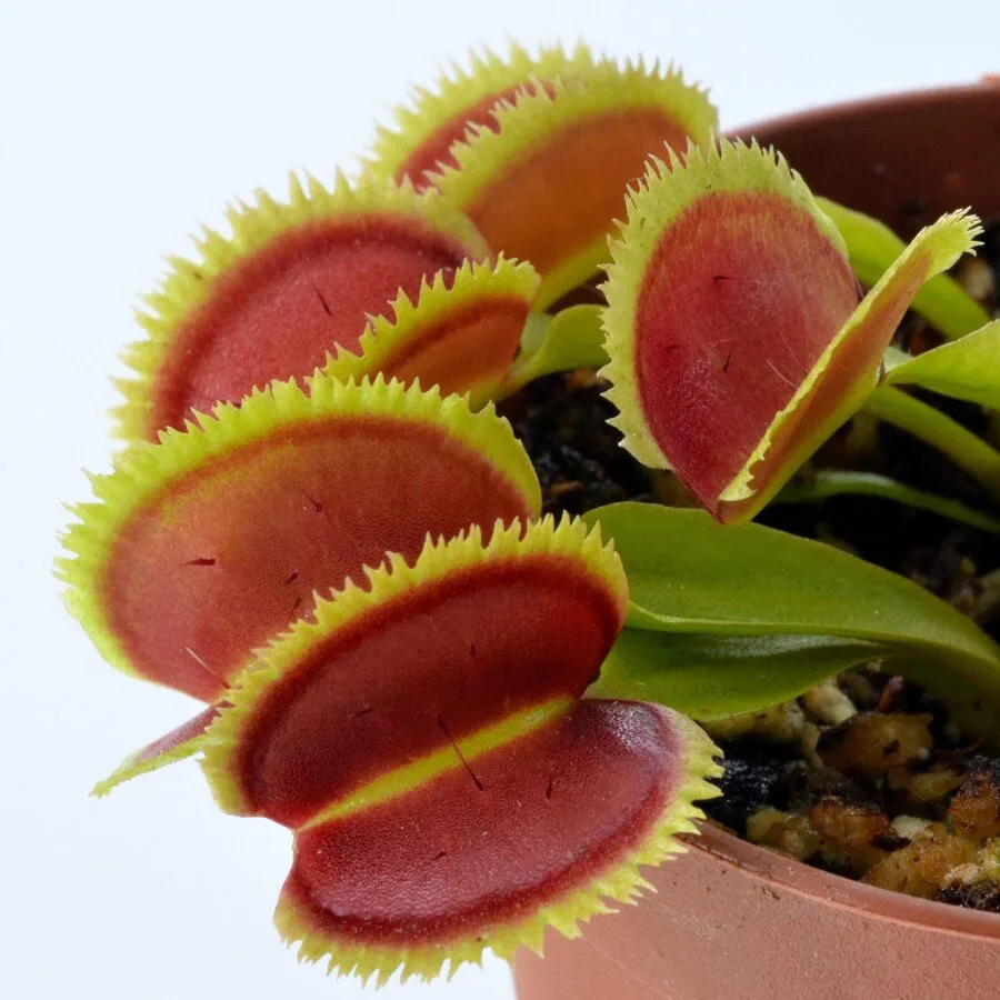 Dionaea muscipula "Razorback"