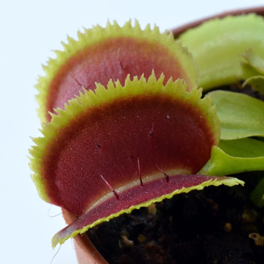 Dionaea muscipula "Razorback"