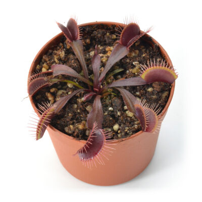 Dionaea muscipula 'Red Burgundy'