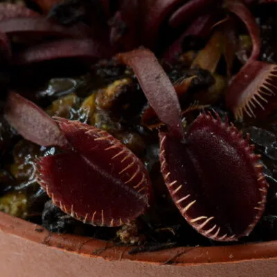 Dionaea muscipula Red Cup Trap