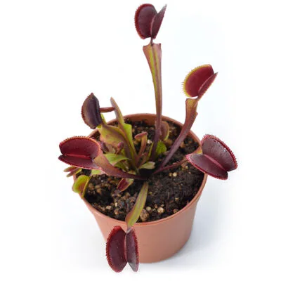 Dionaea muscipula 'Red Devil'