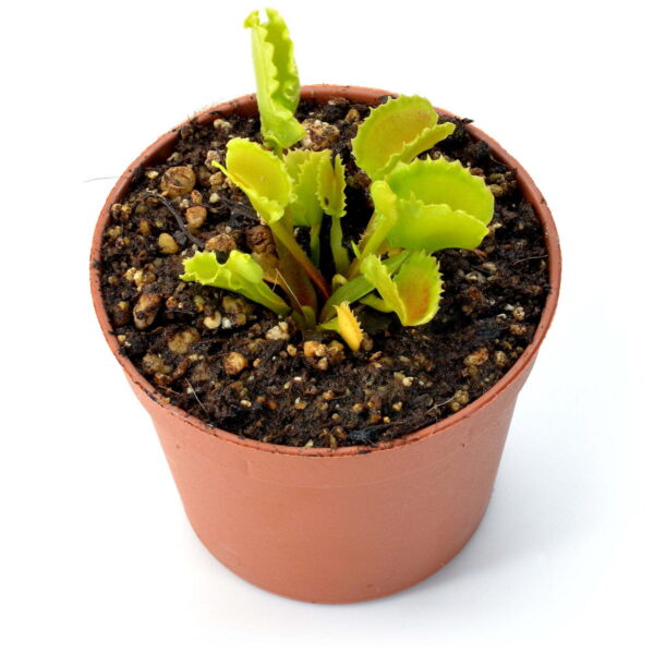 Dionaea muscipula “Red Fox