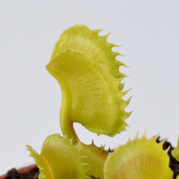 Dionaea muscipula “Red Fox