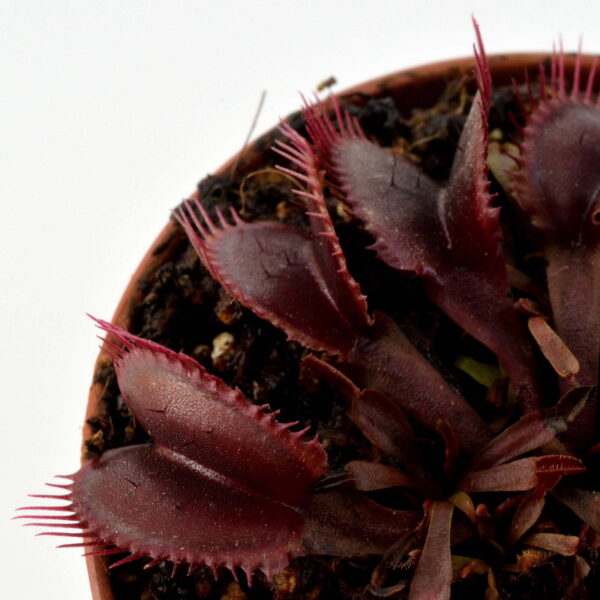 Dionaea muscipula Red Fused Petiole