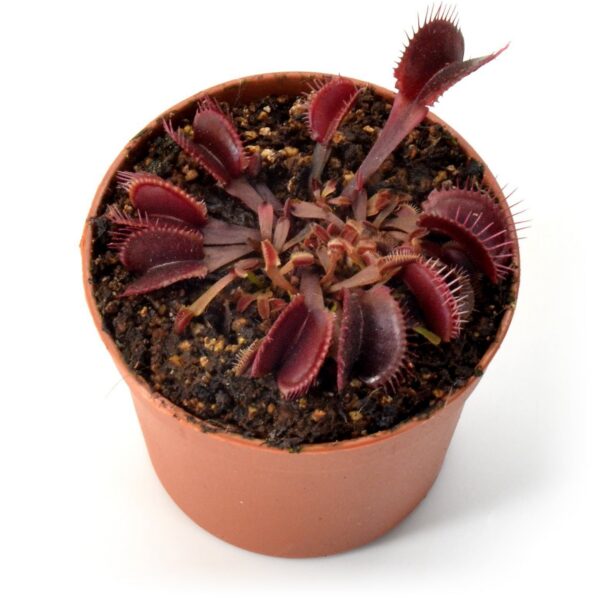 Dionaea muscipula Red Fused Petiole
