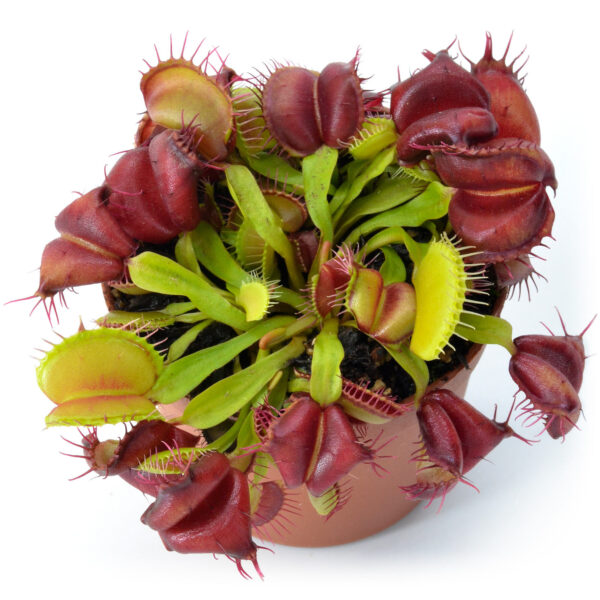 Dionaea muscipula "Red Moon Trap"