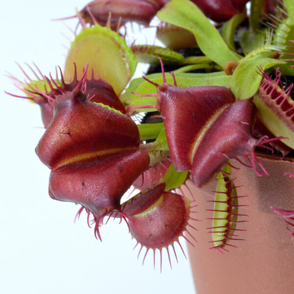 Dionaea muscipula "Red Moon Trap"