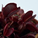 Dionaea muscipula Red Periscope