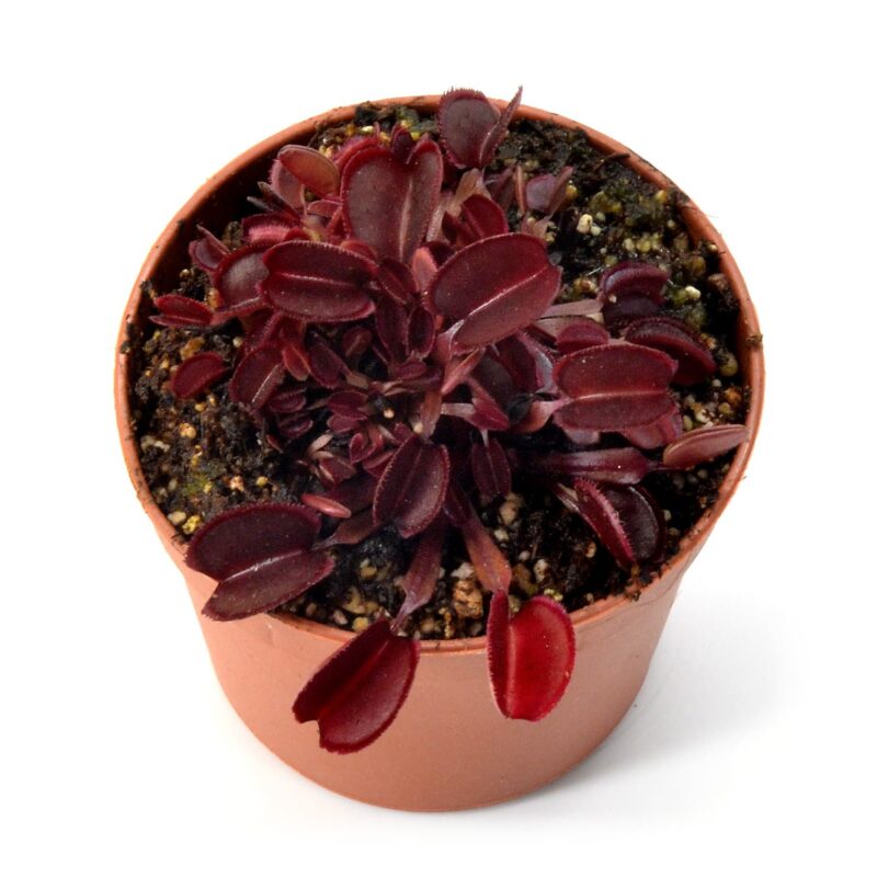 Dionaea muscipula Red Periscope