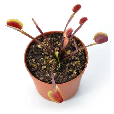 Dionaea muscipula 'Red Piranha'