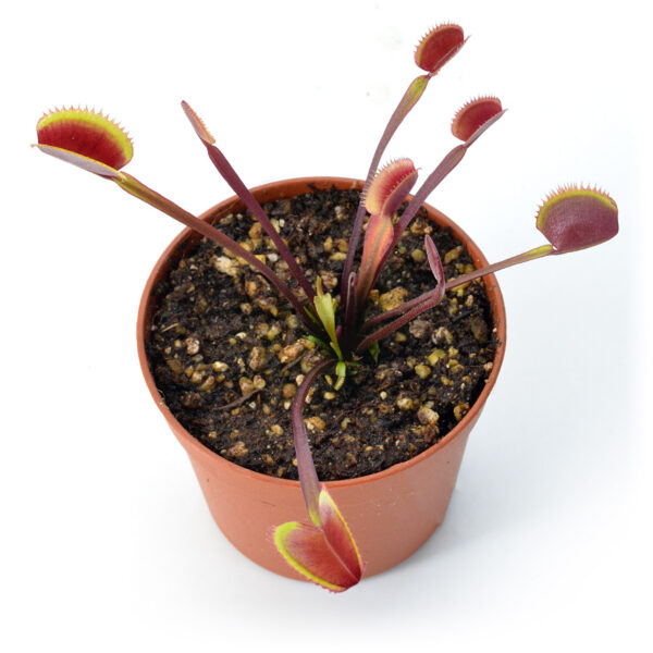 Dionaea muscipula 'Red Piranha'