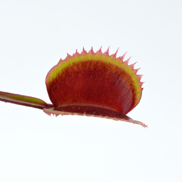 Dionaea muscipula 'Red Piranha'