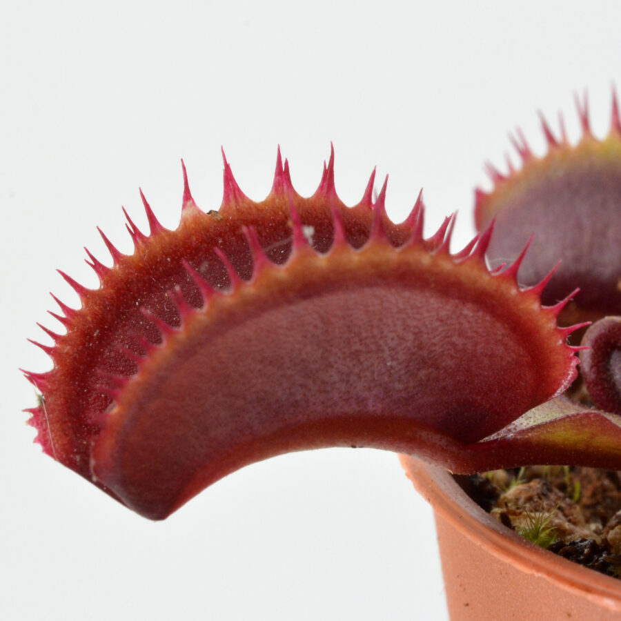 Dionaea muscipula “Red Shark Teeth”