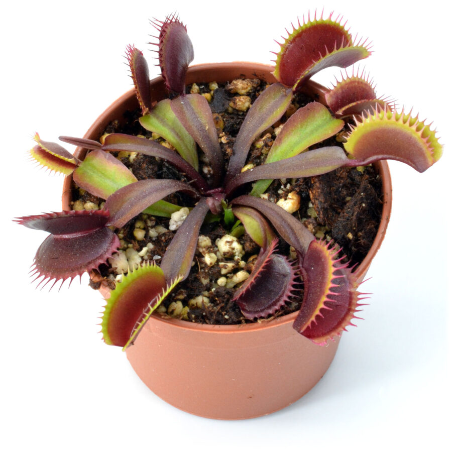 Dionaea muscipula “Red Shark Teeth”