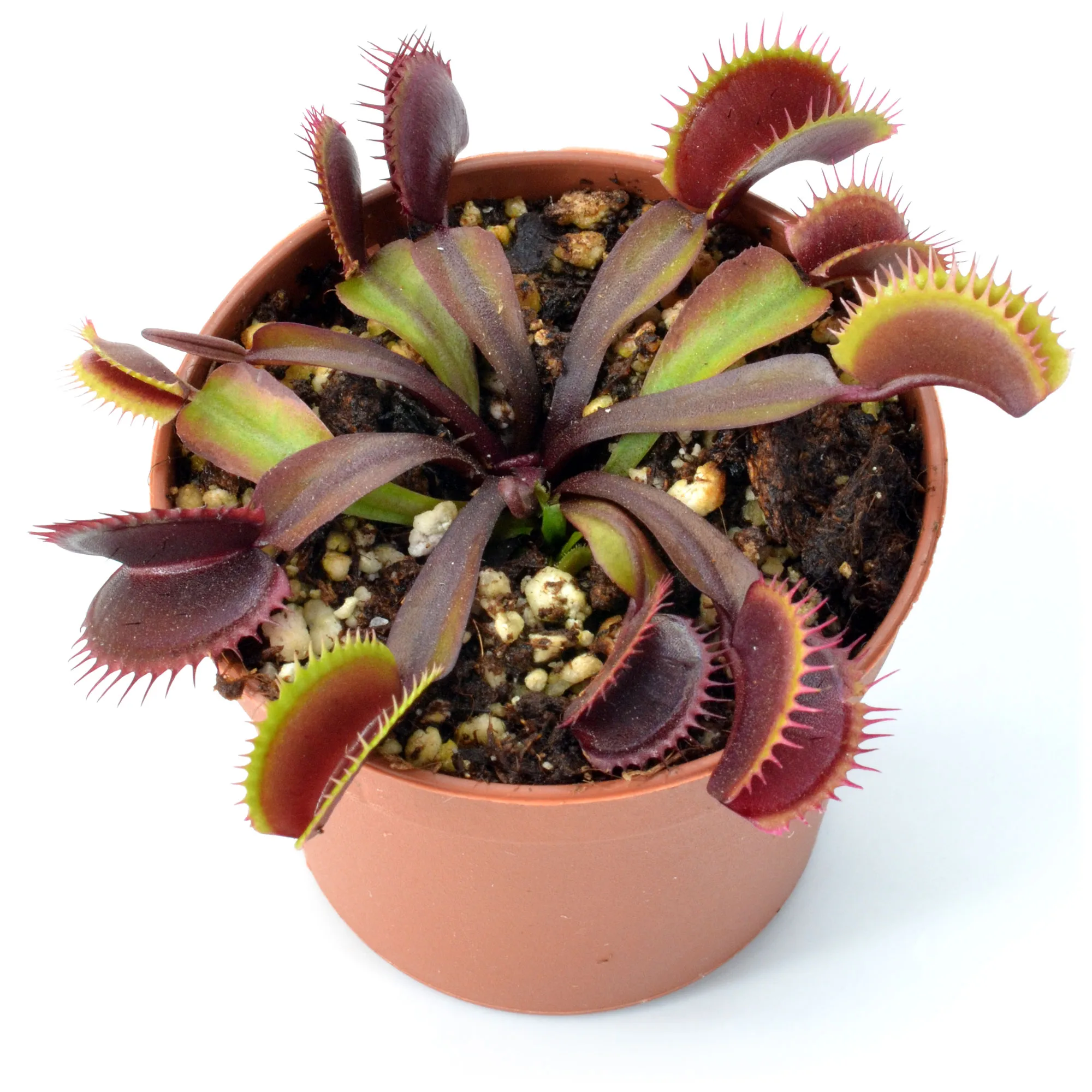 Dionaea muscipula “Red Shark Teeth”