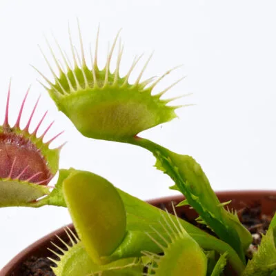 Dionaea muscipula "Reptile"