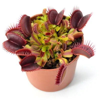 Dionaea muscipula "Ring"