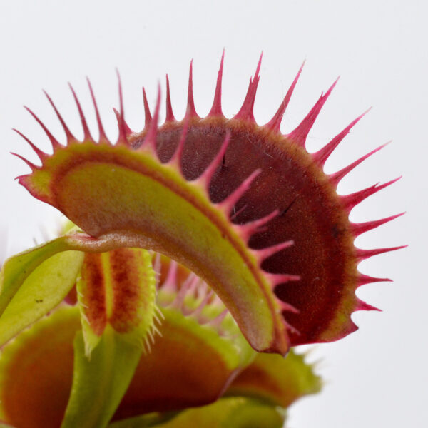 Dionaea muscipula “Ring”